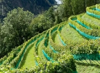 Führung zum Weingut GrafenBERGERin